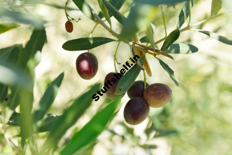 How to Plant Grow Prune and Harvest Olives