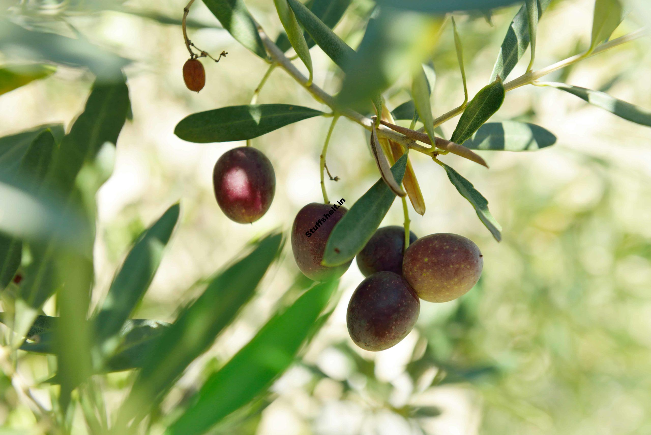 How to Plant Grow Prune and Harvest Olives