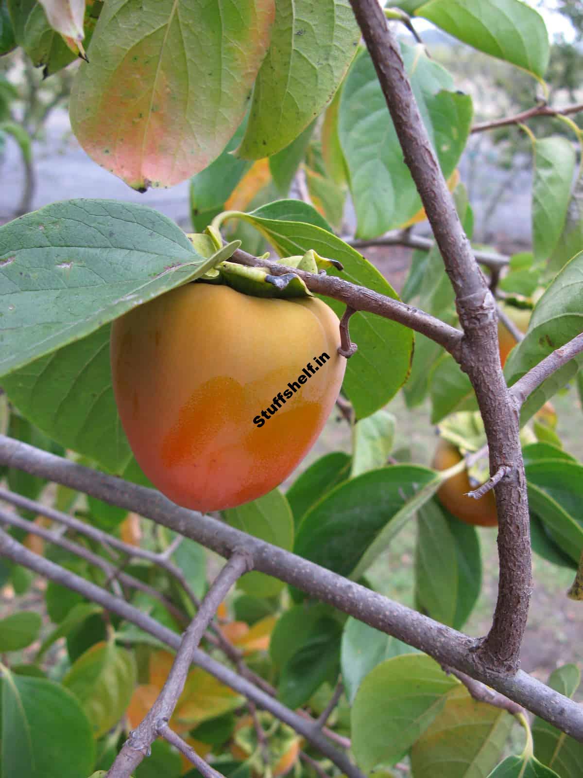 How to Plant Grow and Harvest Persimmons