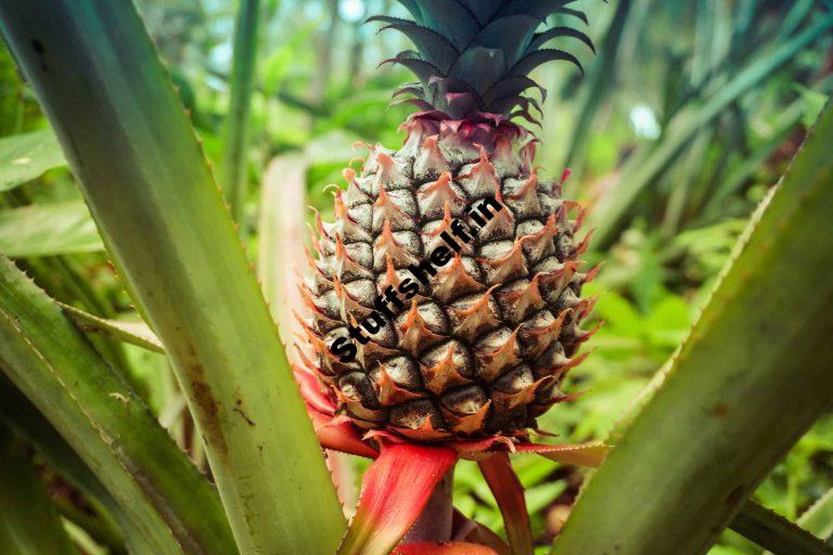 How to Plant Grow and Harvest Pineapple