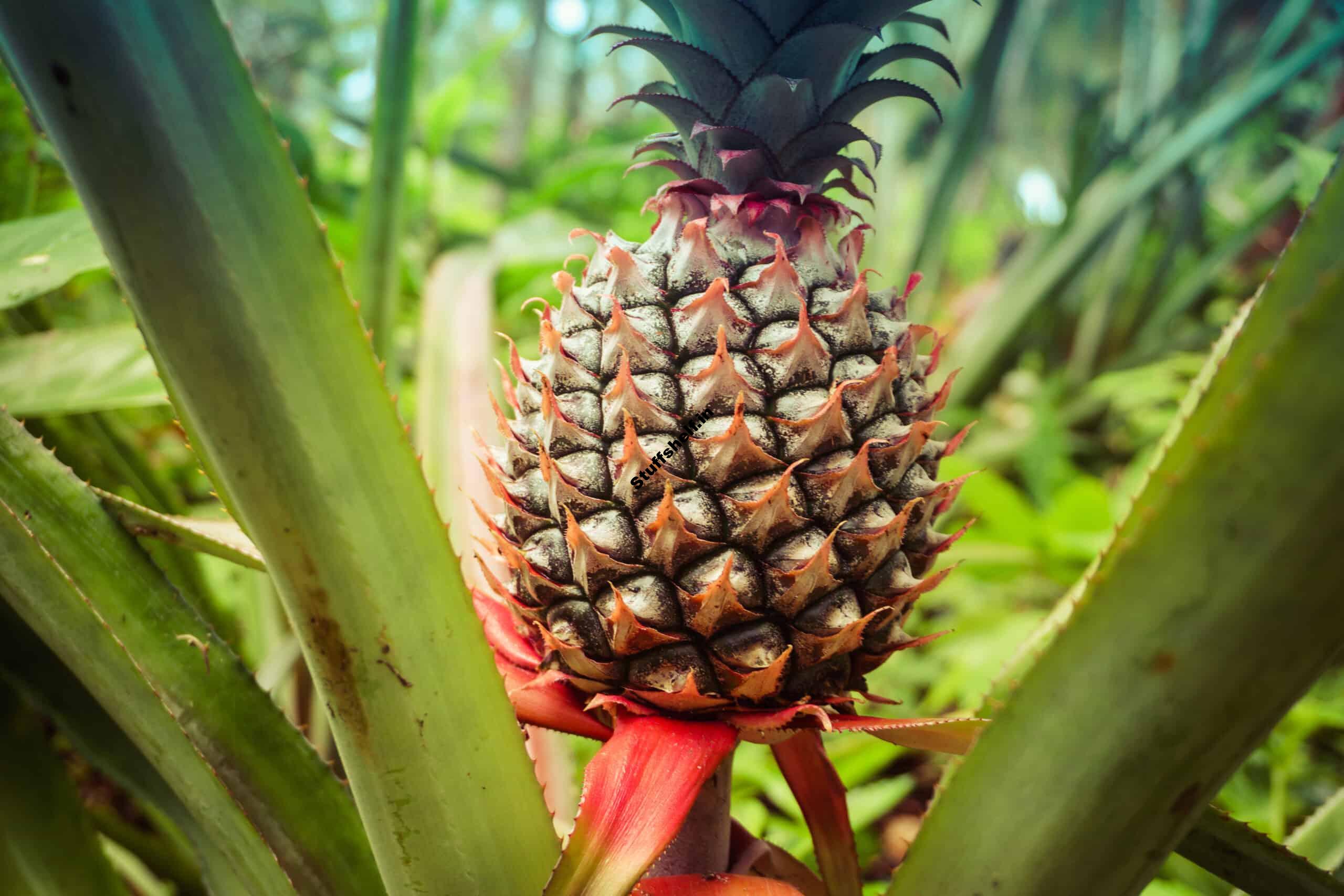 How to Plant Grow and Harvest Pineapple