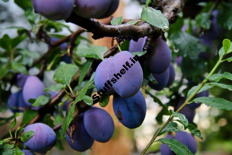 How to Plant Grow Prune and Harvest Plums