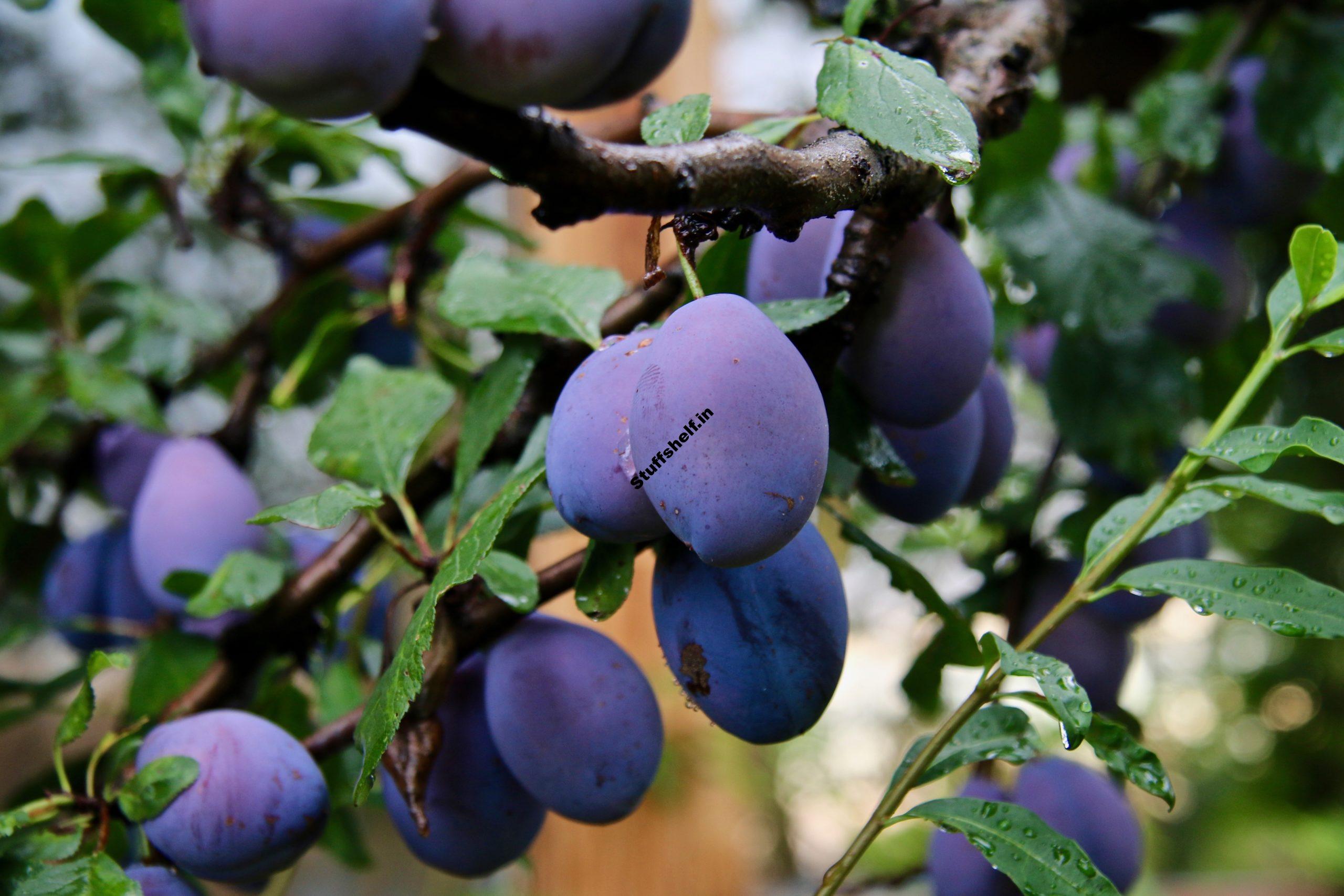 How to Plant Grow Prune and Harvest Plums