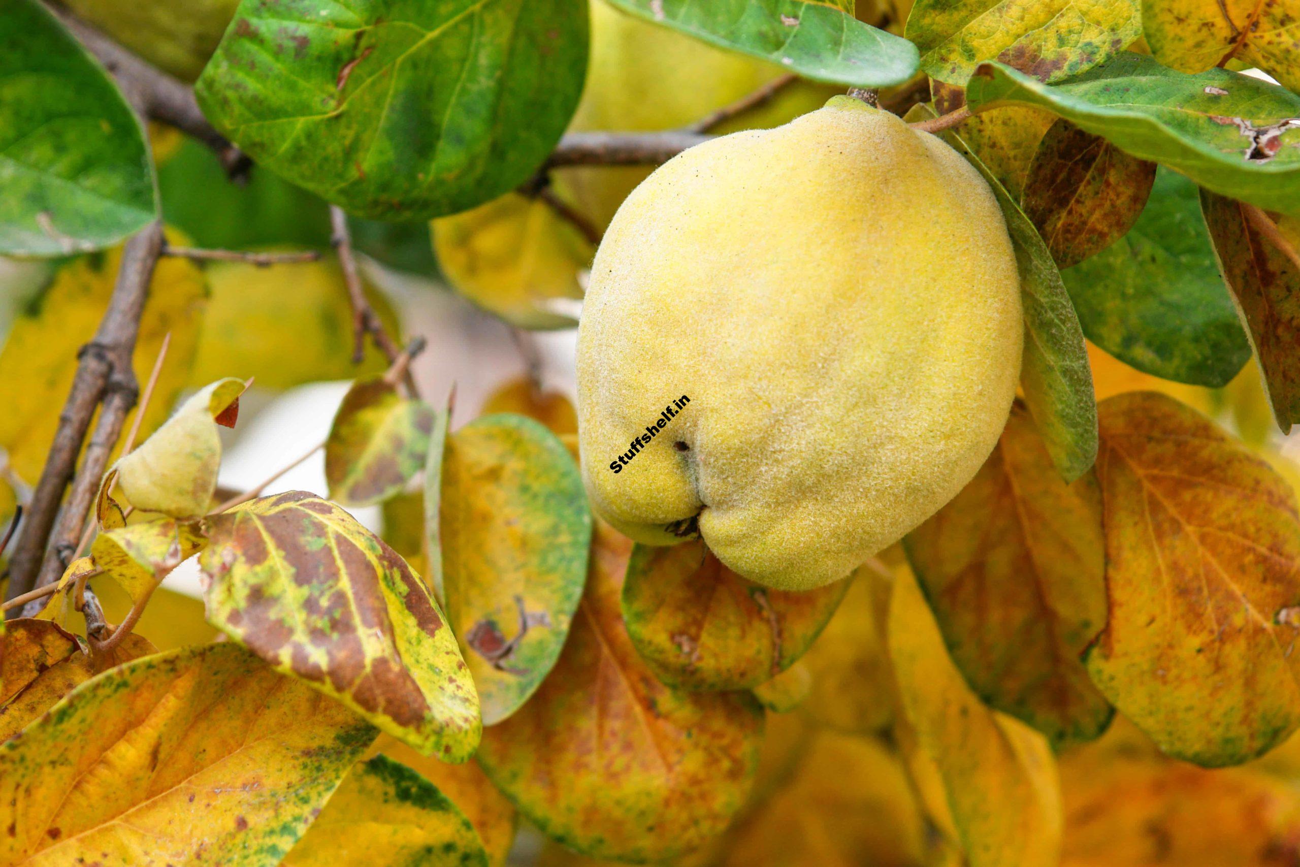 How to Plant Grow Prune and Harvest Quince