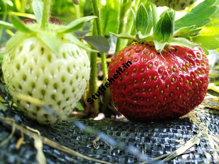 How to Plant Grow and Harvest Strawberries