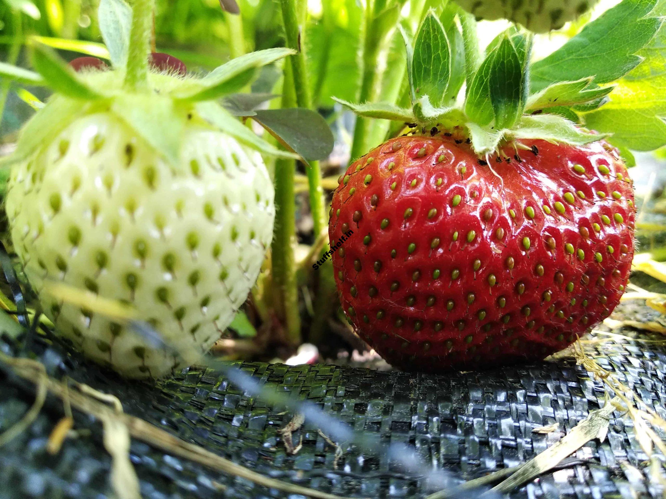 How to Plant, Grow, and Harvest Strawberries