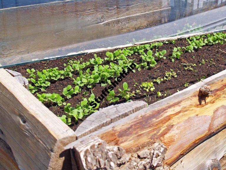 Cold Frame Calendar Harvest to Table