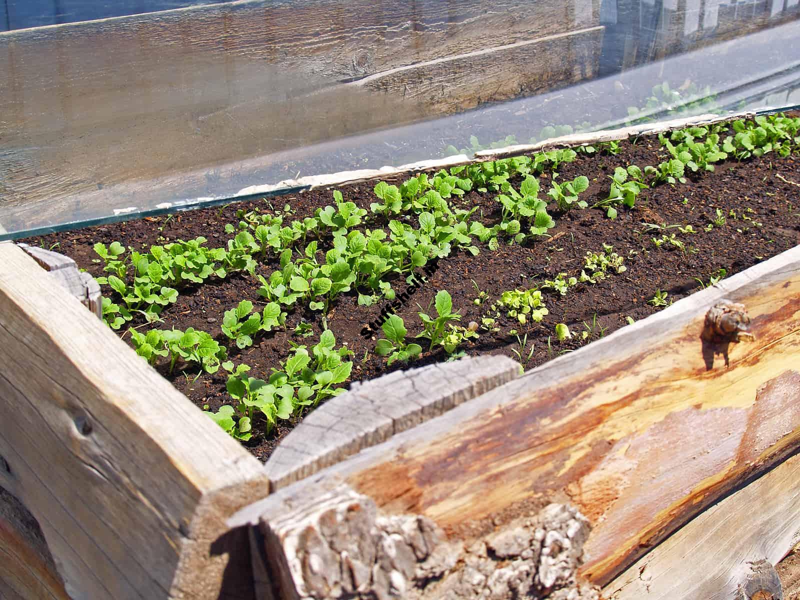 Cold Frame Calendar – Harvest to Table