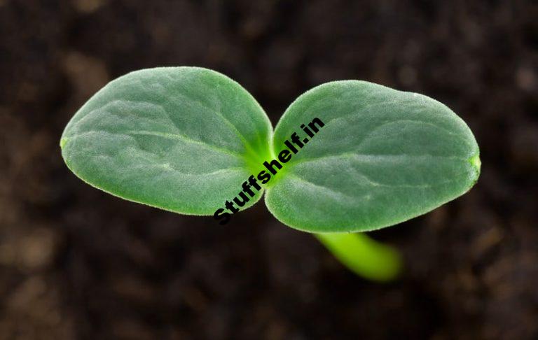 Watermelon Seed Starting Tips Harvest to Table