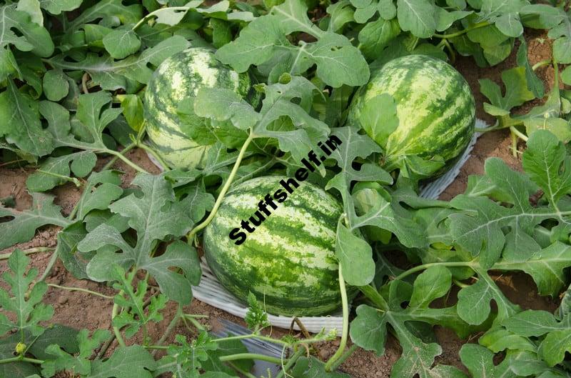 How to Plant Grow and Harvest Watermelon