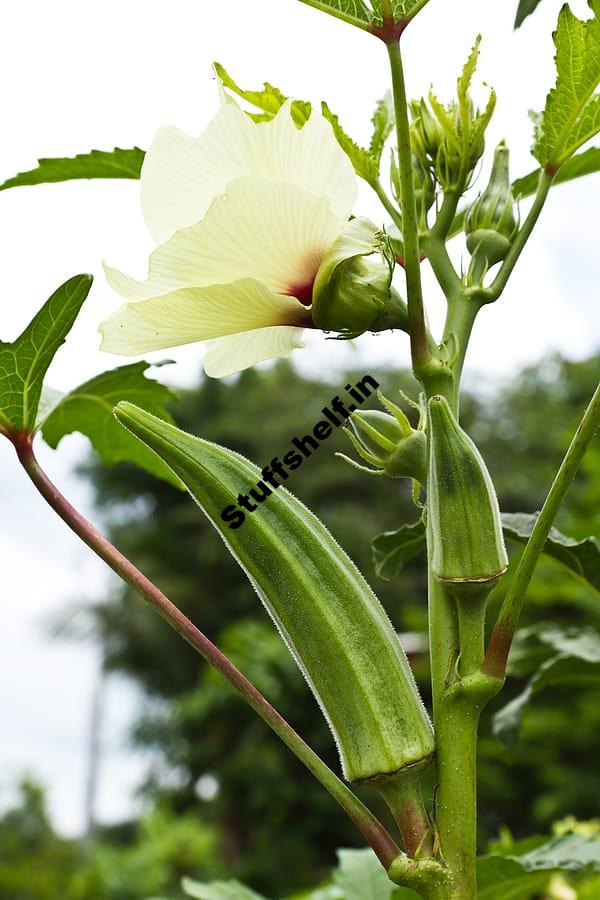 How to Plant Grow and Harvest Okra