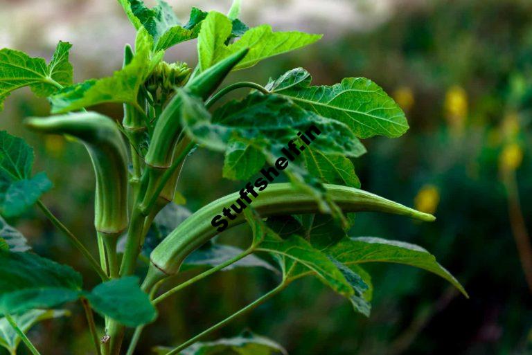 Okra Seed Starting Tips Harvest to Table