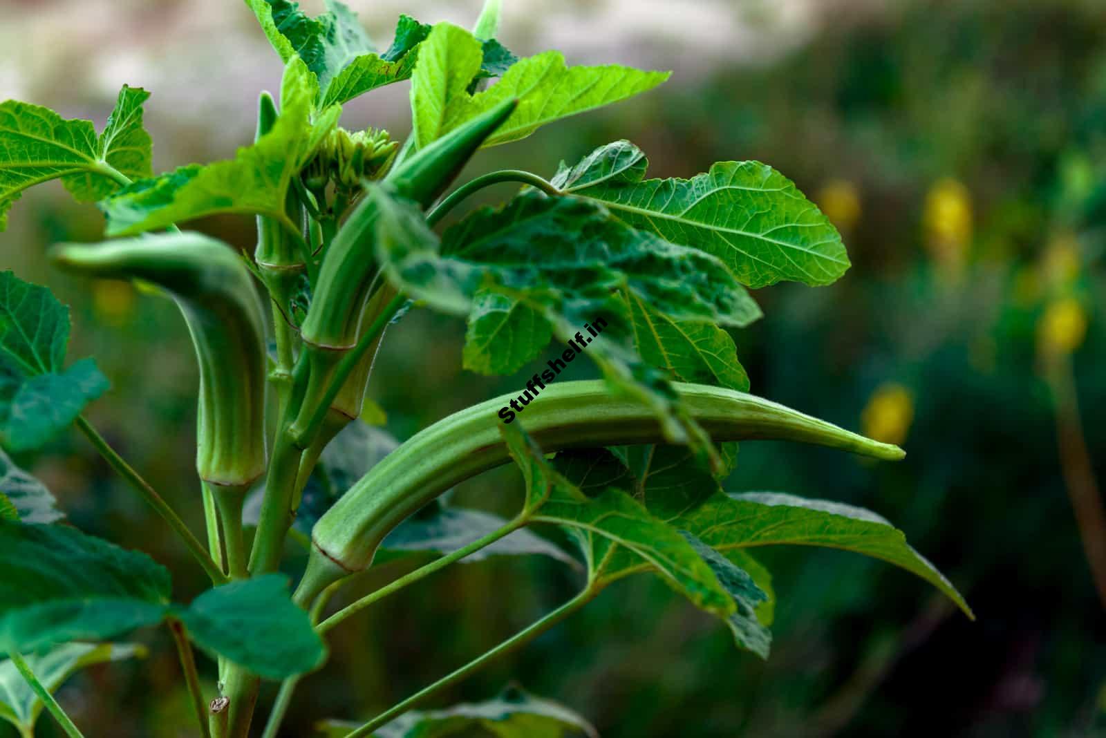 Okra Seed Starting Tips – Harvest to Table