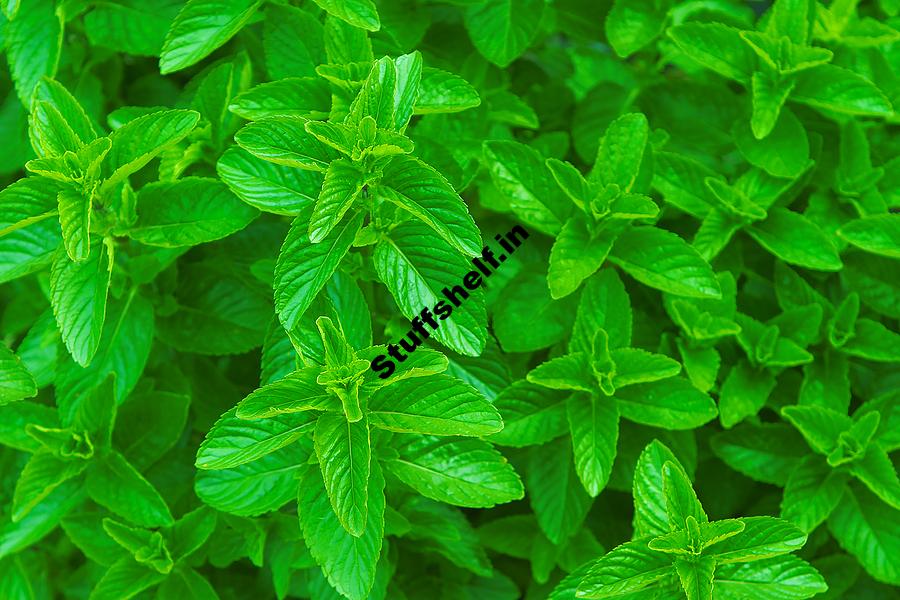 How to Plant Grow and Harvest Mint