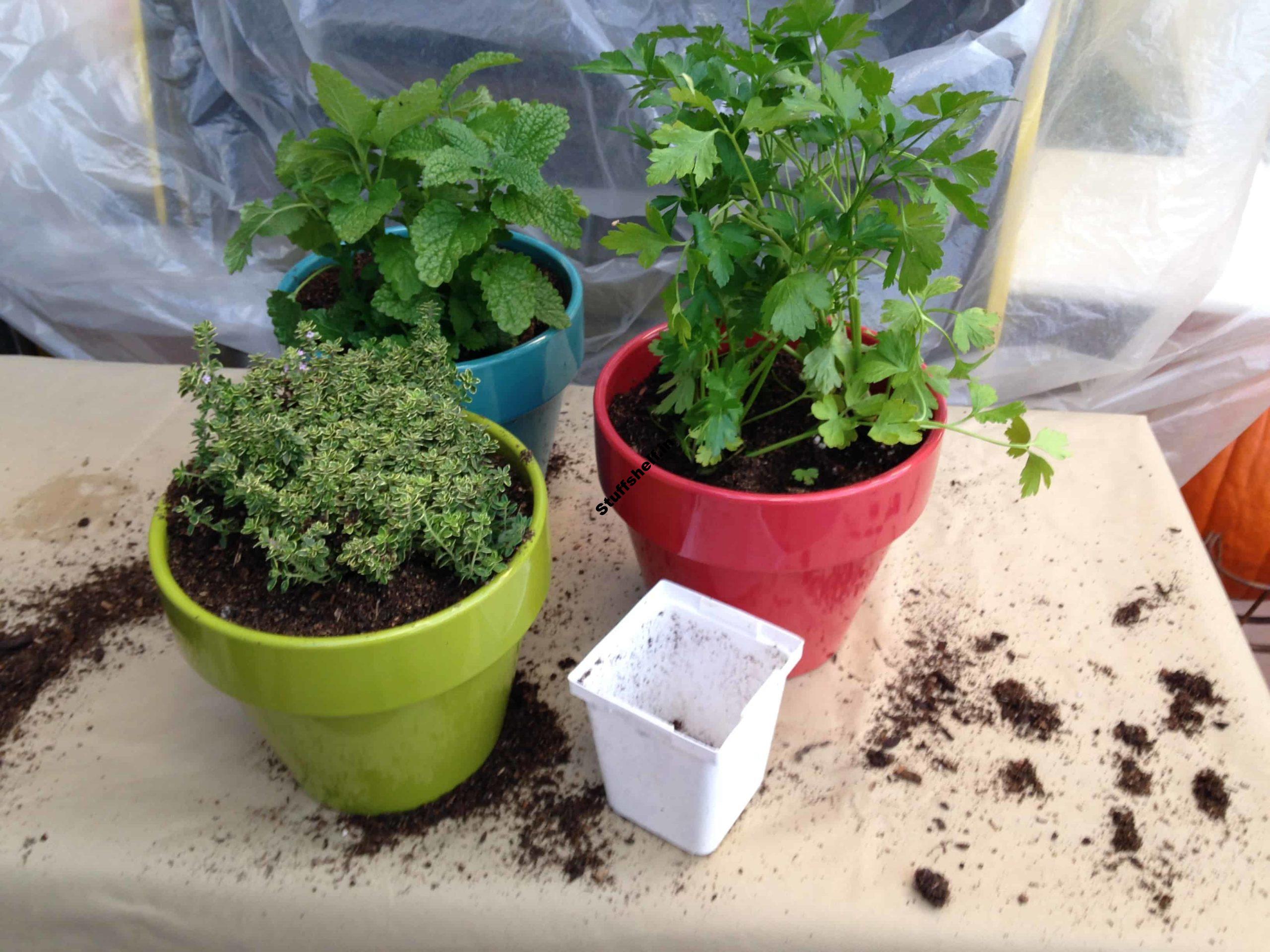 Grow Herbs Indoors for Winter