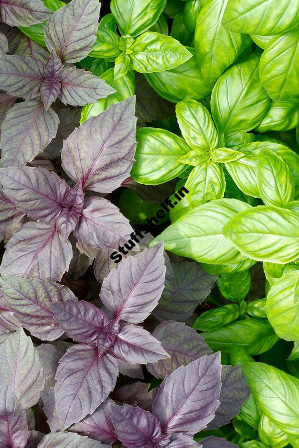 How to Plant Grow and Harvest Basil