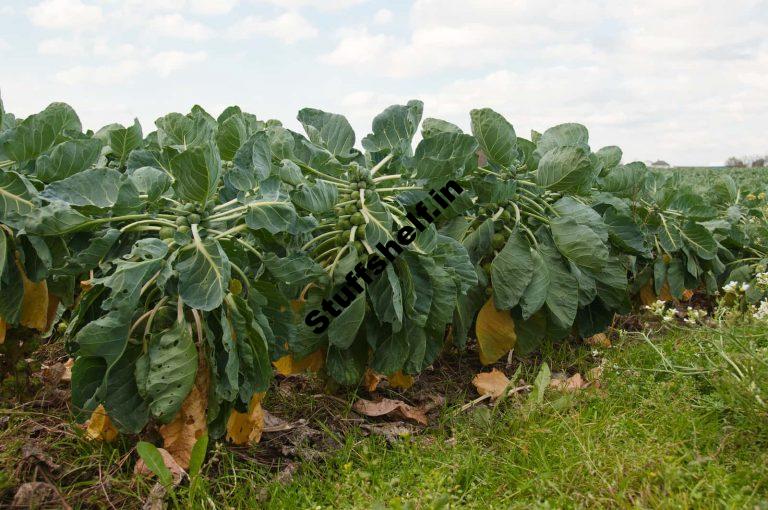 How to Plant Grow and Harvest Brussels Sprouts Harvest to Table