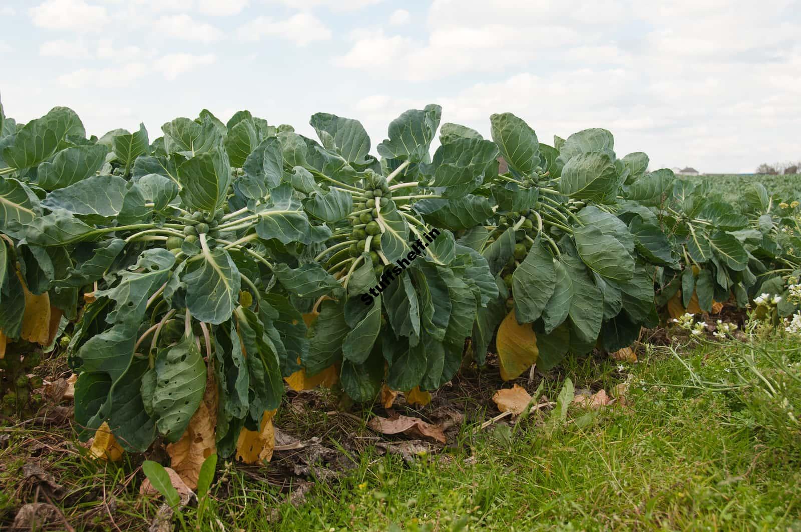 How to Plant Grow and Harvest Brussels Sprouts Harvest to Table