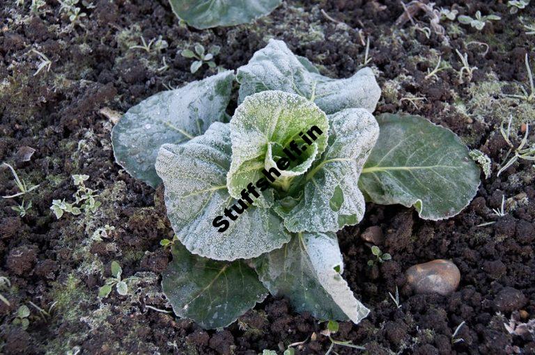 January Kitchen Garden Almanac Harvest to Table