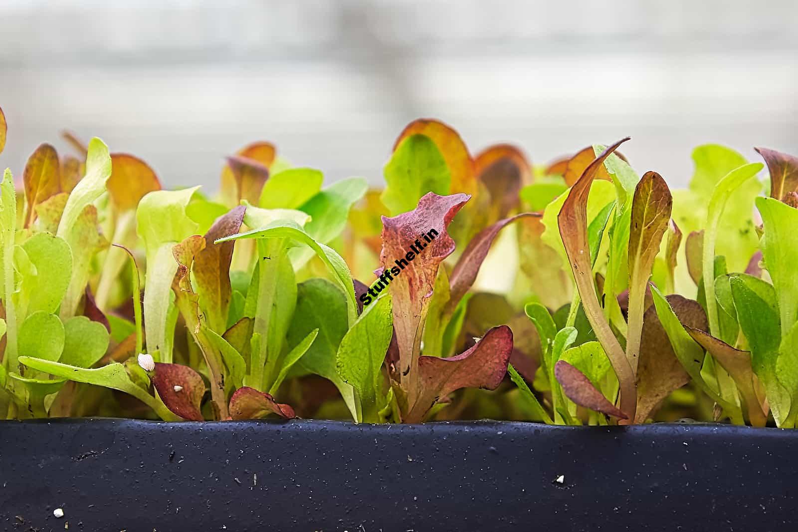 How to Plant, Grow, and Harvest Lettuce