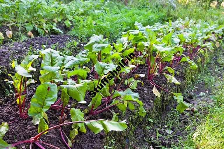 How to Plant Grow and Harvest Beets