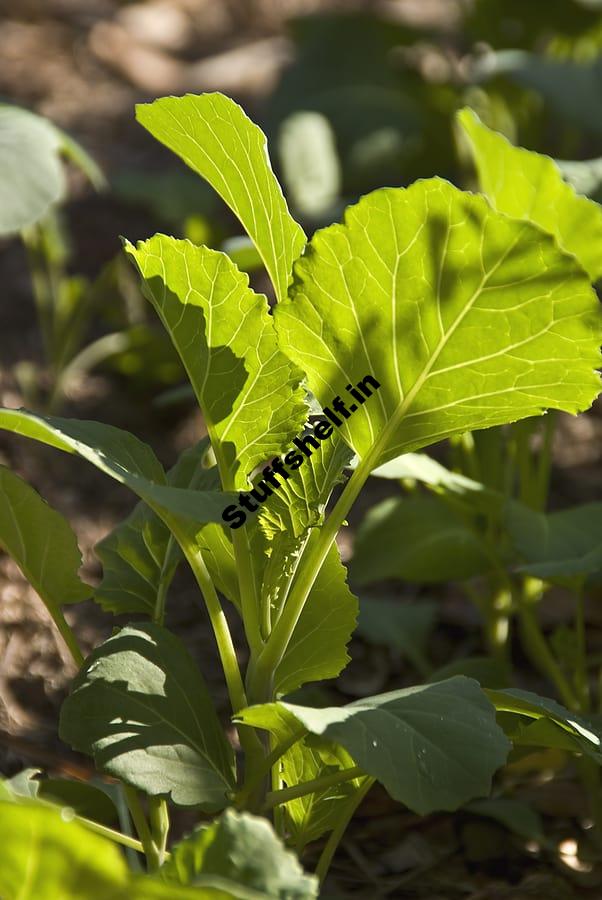 How to Plant Grow and Harvest Collards