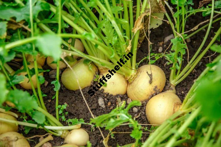 How to Plant Grow and Harvest Turnips