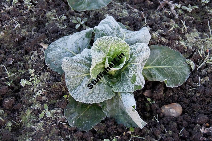 How to Prepare a Winter Vegetable Garden