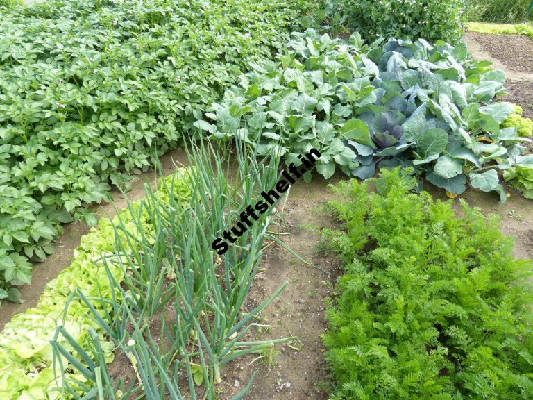 November Vegetable Garden Almanac Harvest to Table