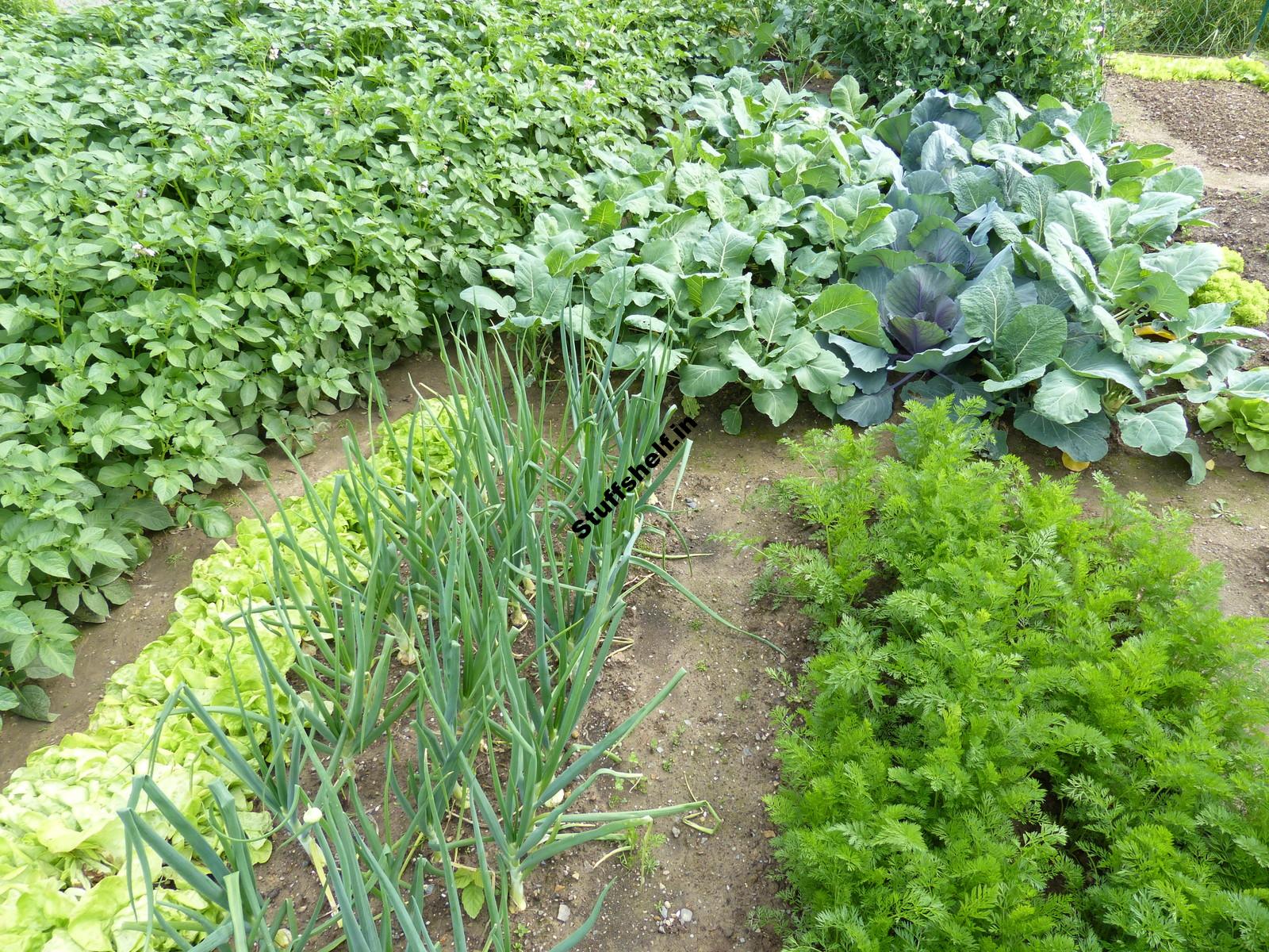 November Vegetable Garden Almanac Harvest to Table