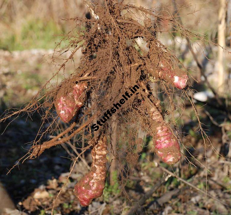 Jerusalem Artichokes Harvest and Store Tips