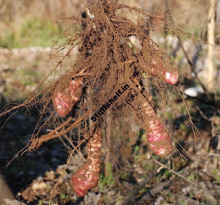 Jerusalem Artichokes Harvest and Store Tips