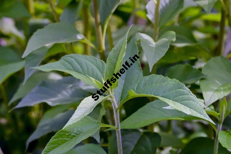 Planting Jerusalem Artichoke