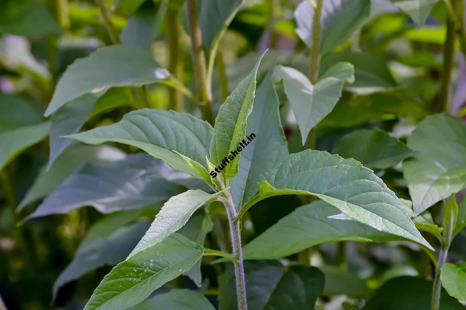 Planting Jerusalem Artichoke