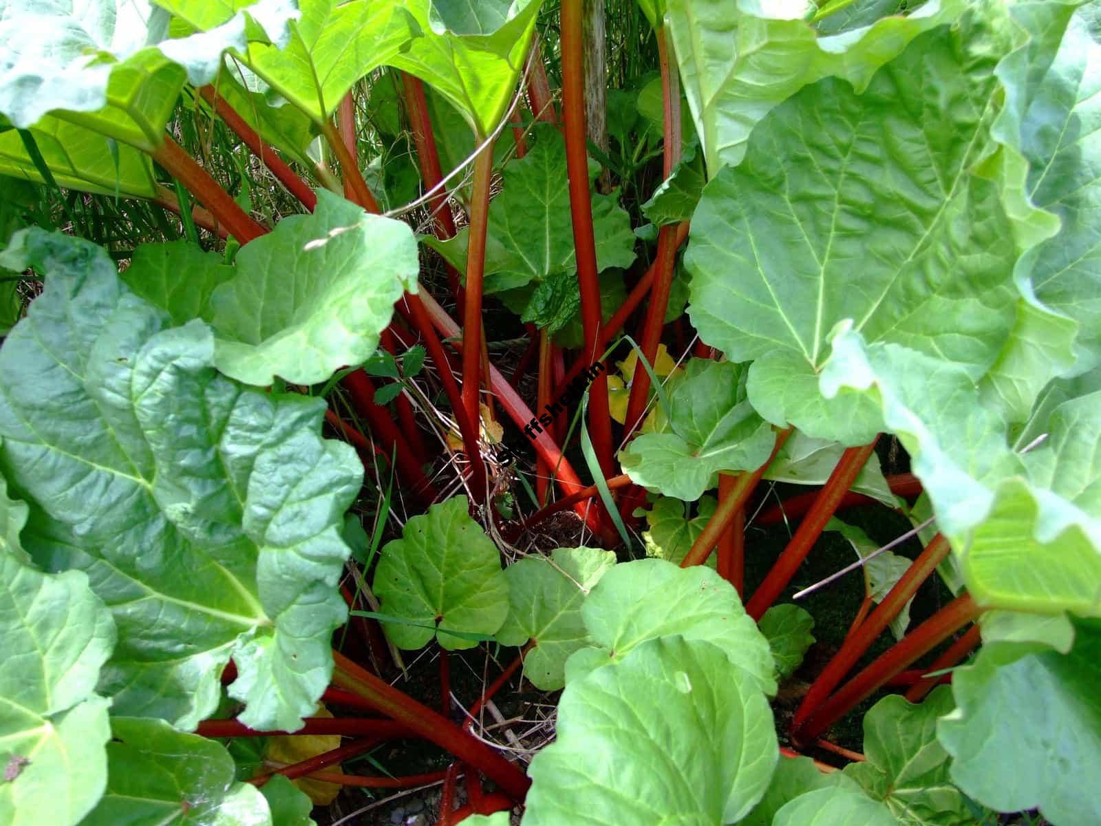 How to Plant Grow and Harvest Rhubarb