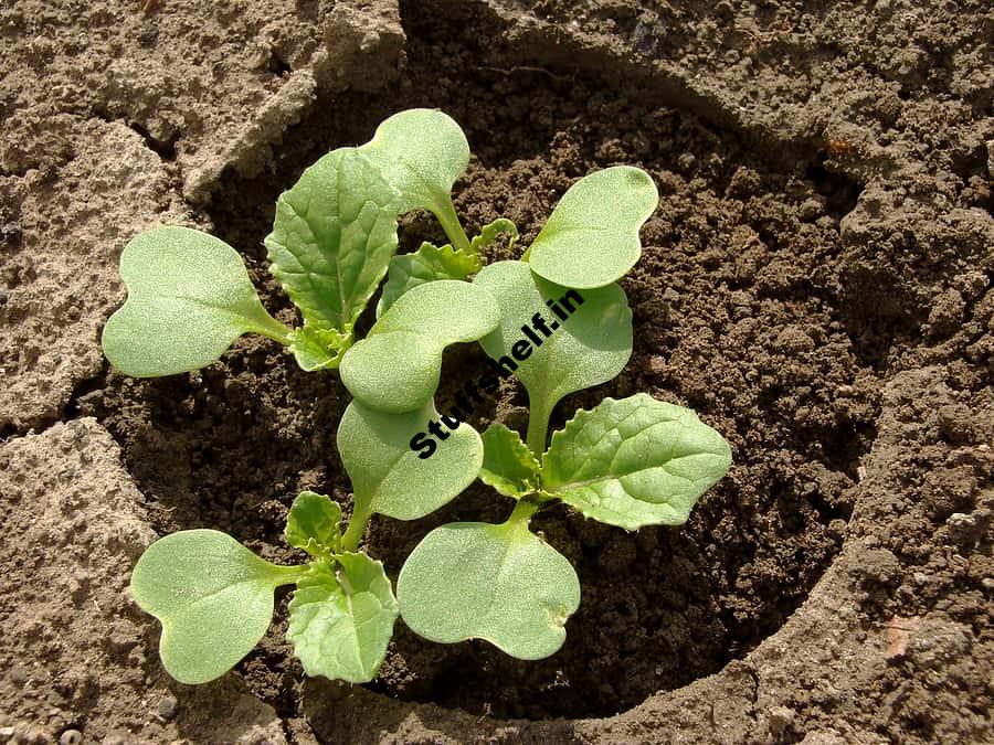 How to Plant Grow Harvest Chinese Cabbage