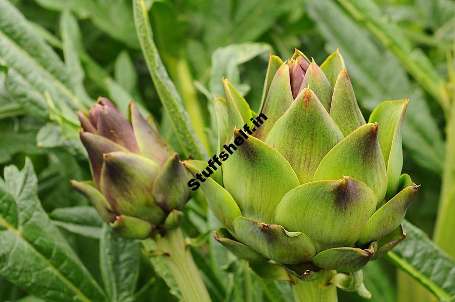 How to Plant and Grow Artichokes