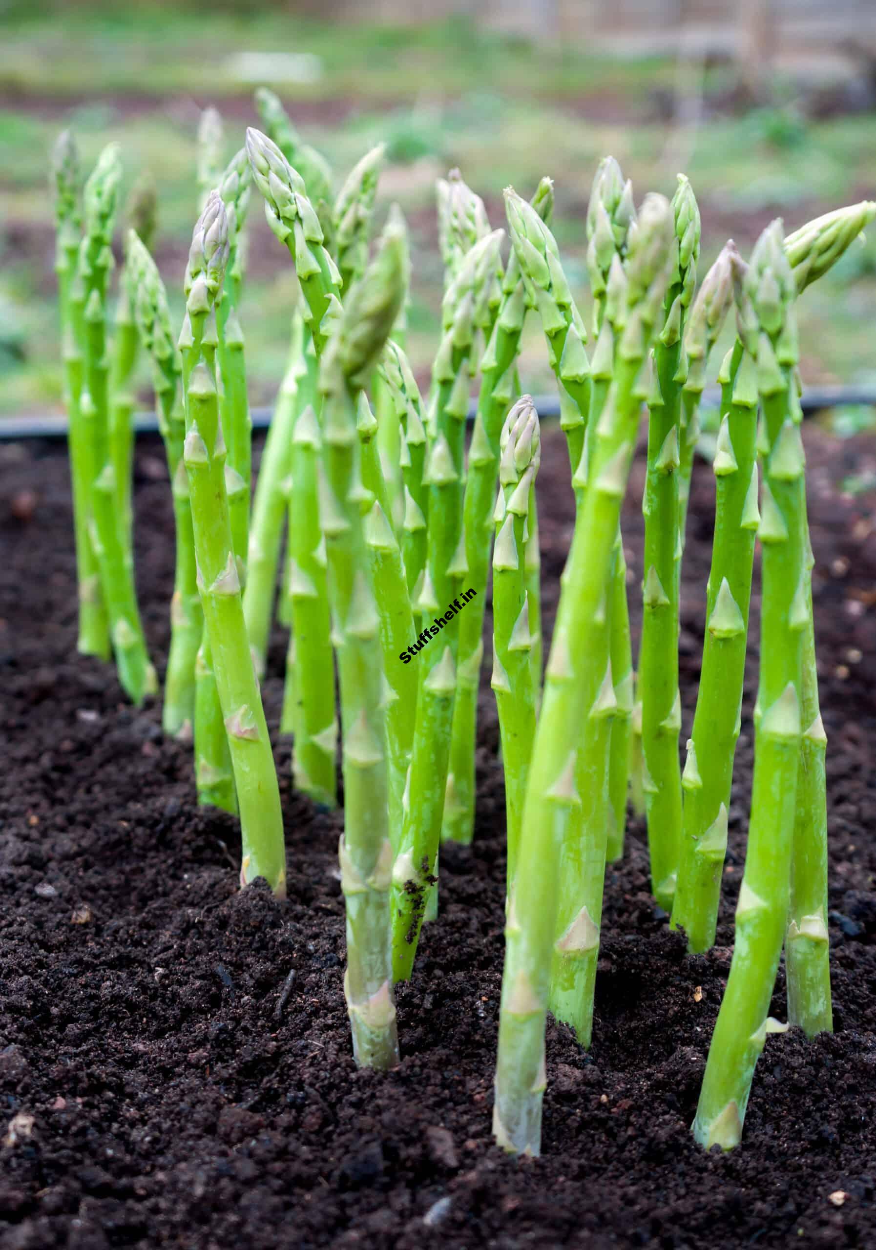 How to Plant Grow and Harvest Asparagus