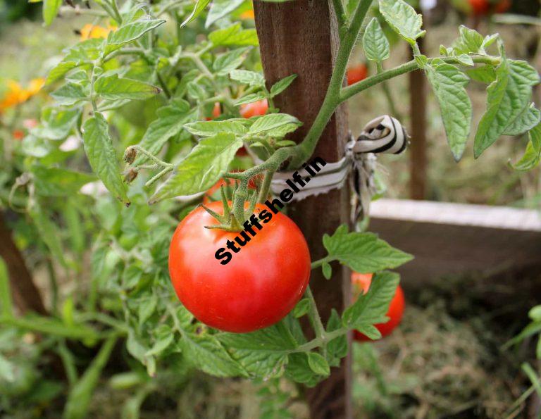 How to Plant Grow and Harvest Tomatoes