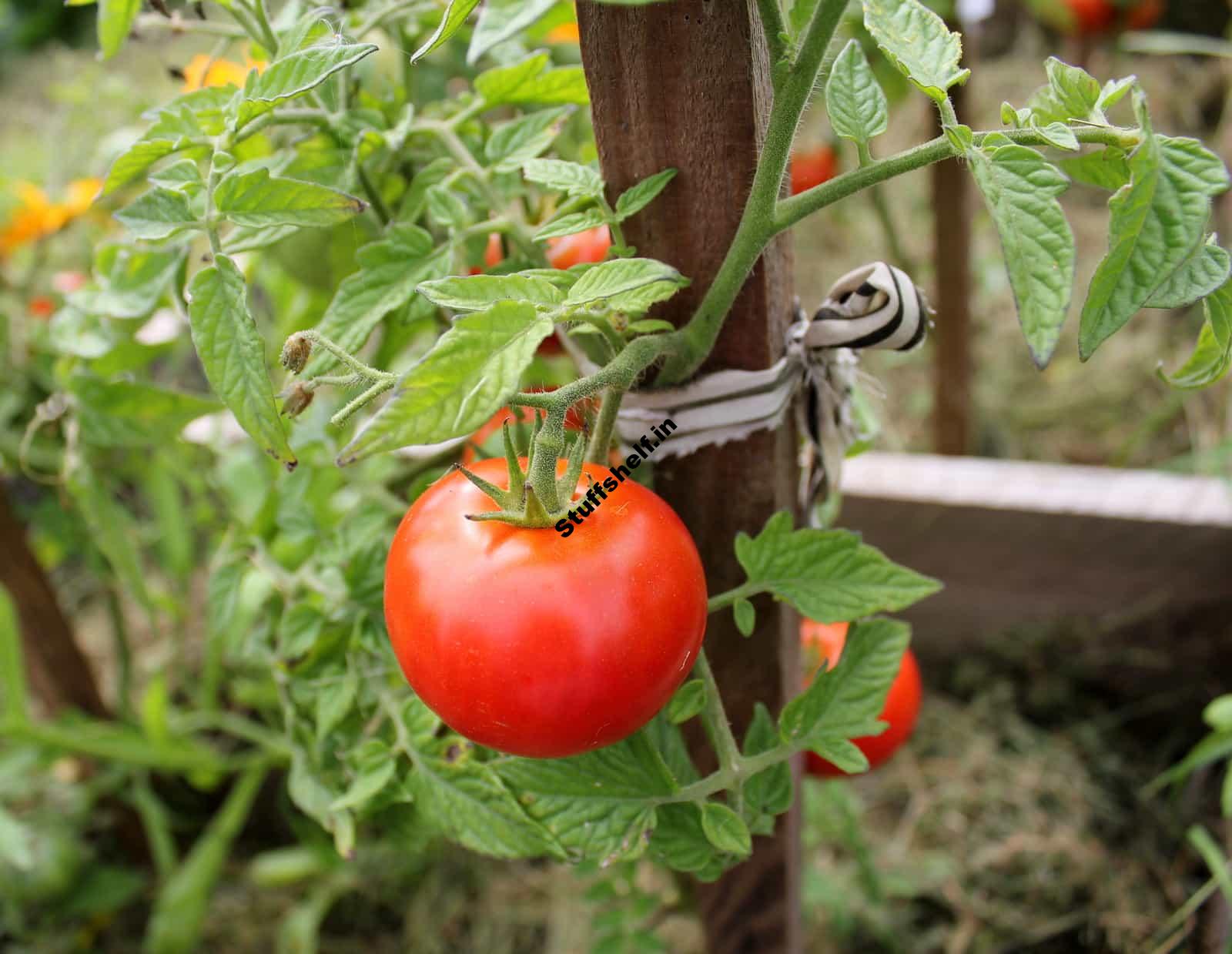 How to Plant, Grow, and Harvest Tomatoes