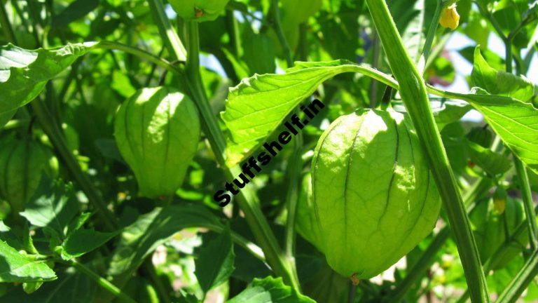 How to Plant Grow and Harvest Tomatillo