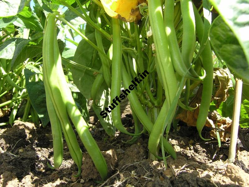 How Plant Grow and Harvest Snap Beans