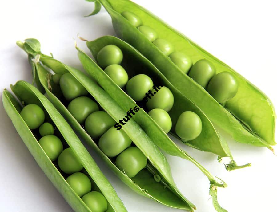 How to Plant Grow and Harvest Peas