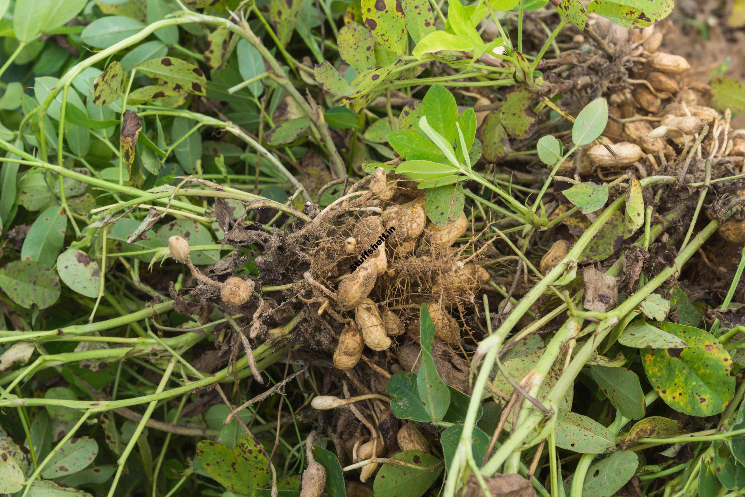 How to Plant Grow and Harvest Peanuts