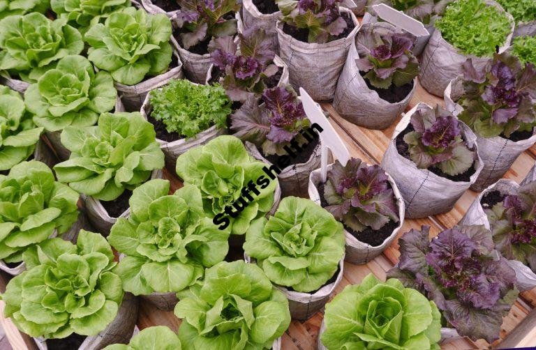 Grow Bags Best Vegetable Varieties to Grow