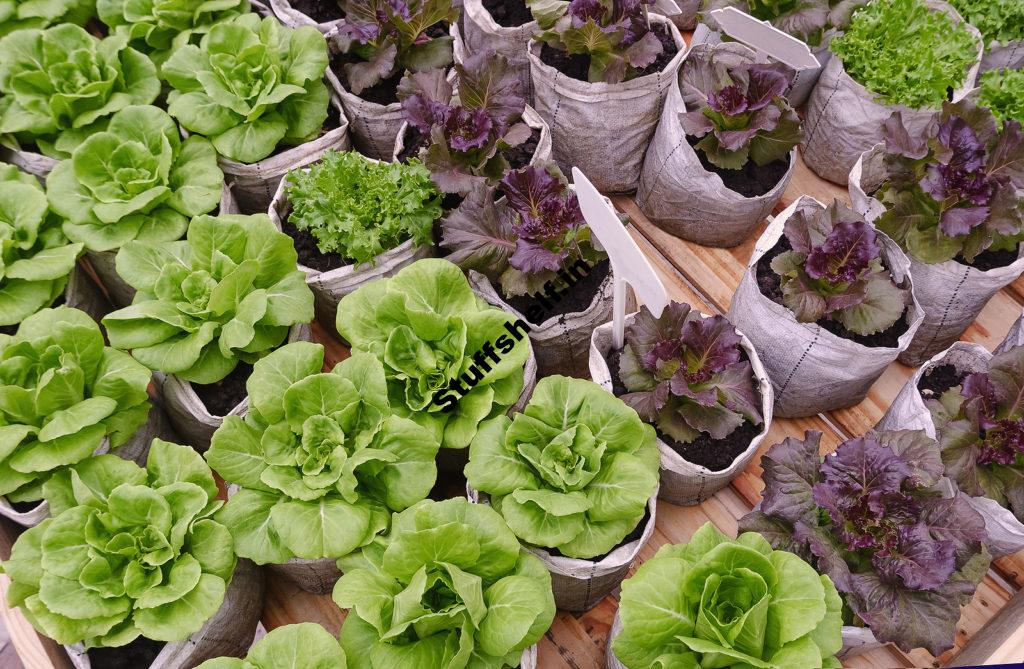 Grow Bags: Best Vegetable Varieties to Grow