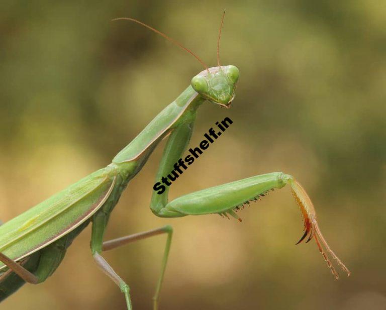 Praying Mantid Beneficial Insect Harvest to Table