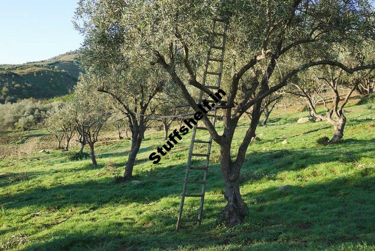 Pruning Olive Trees Harvest to Table