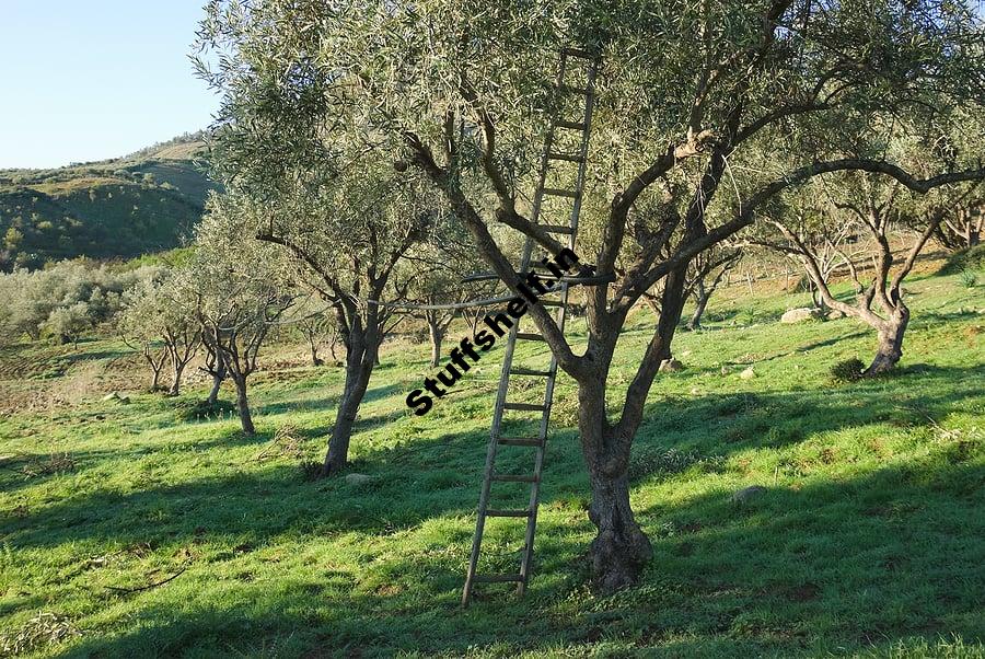 Pruning Olive Trees – Harvest to Table