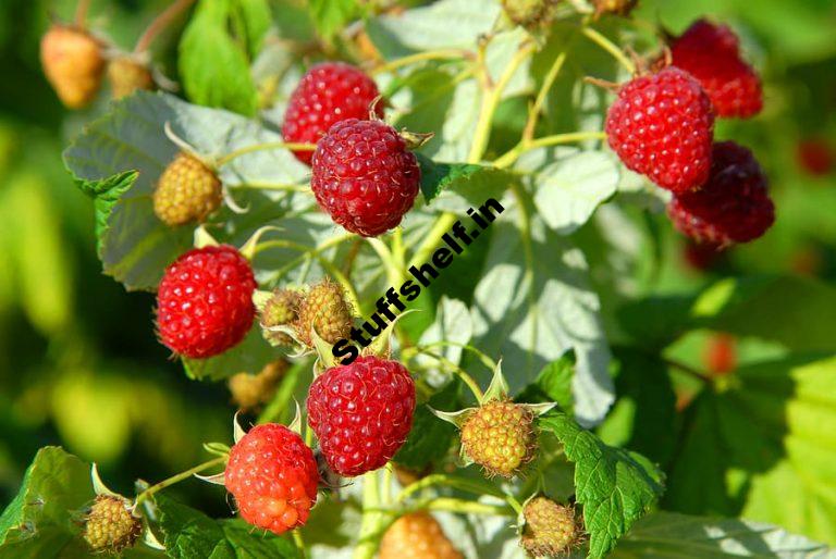 Raspberry Varieties Harvest to Table